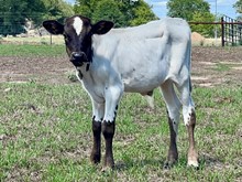 CV Casanova's Darling bull calf