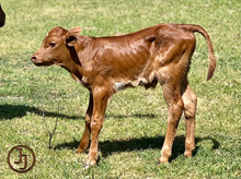 DC Franci bull calf 23