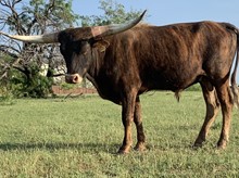 Jeremiah's Golden Boy FHR