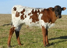 Iron SonxHBR Francie Chex bull calf