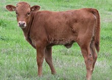 Iron Son x HBR Francie Chex bull calf