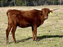 JJ CHARLOTTE'S FRANCI