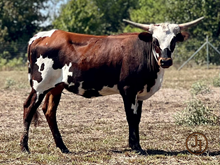 JJ RURAL FRANCI