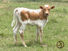 PCC Golden Memory bull calf 23