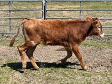 RR OAKLEY bull calf