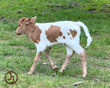 SR Clout's Rowdy bull calf 23