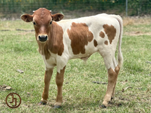 SR Clout's Rowdy bull calf 23