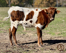 Sweet Cricket bull calf 23