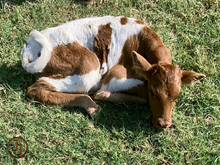 Sweet Cricket bull calf 23